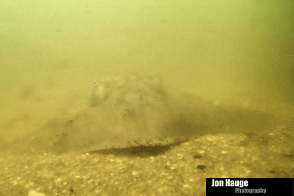 Eastern Shore Jubilee - Point Clear