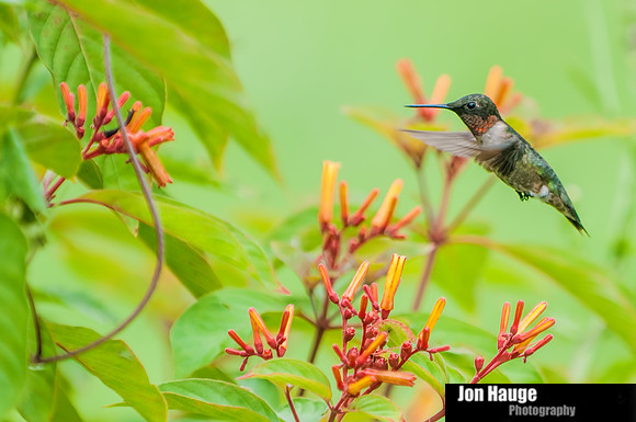 Hummingbird Photography
