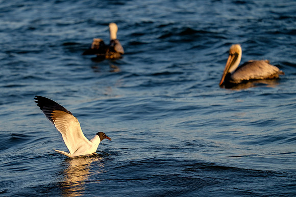 Brown Pelican Fish Feeding