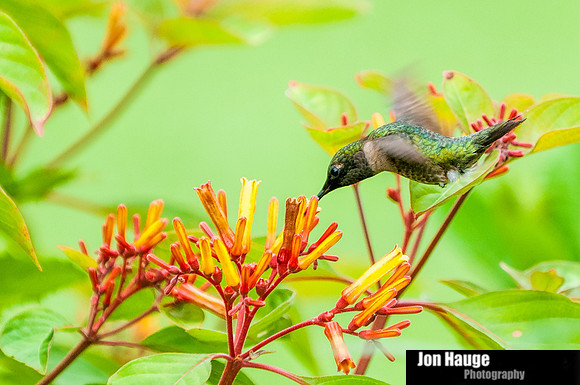 Hummingbird Photography