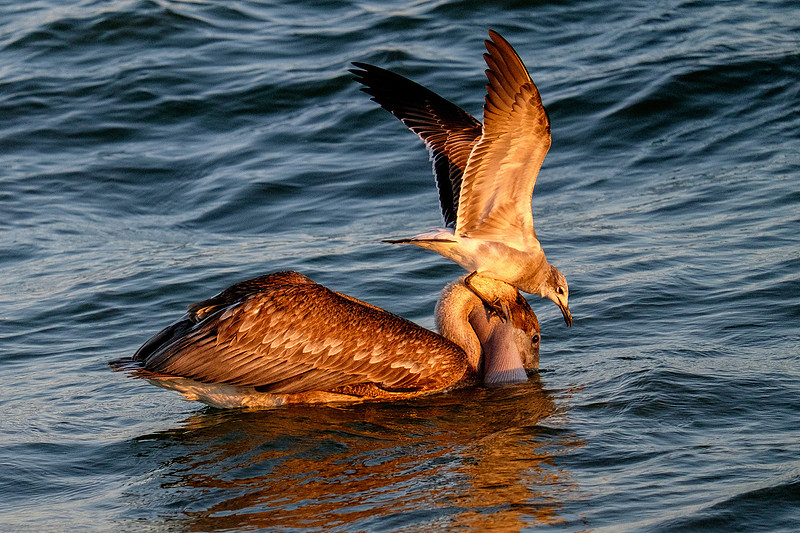 Brown Pelican Fish Feeding
