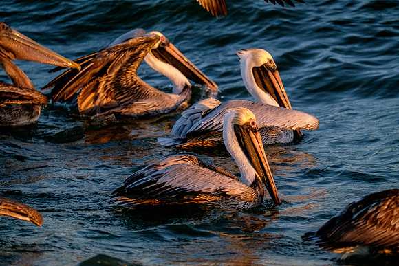 Brown Pelican Fish Feeding