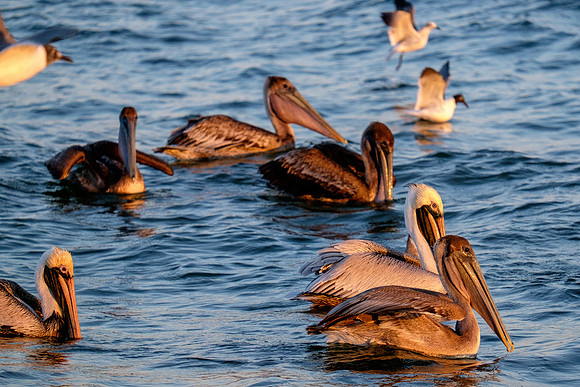 Brown Pelican Fish Feeding