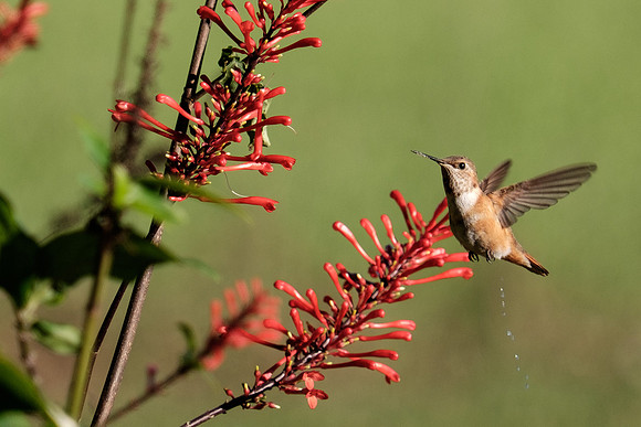 Juvenile Rufous Hummingbird