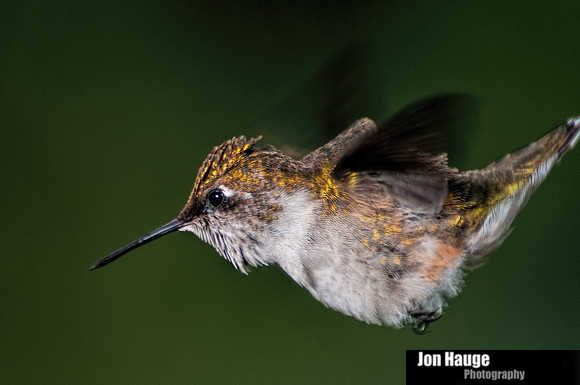Hummingbird Photography