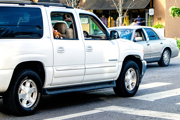Day After Mardi Gras Parade