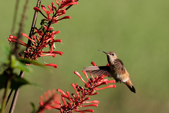 Juvenile Rufous Hummingbird