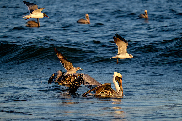 Brown Pelican Fish Feeding