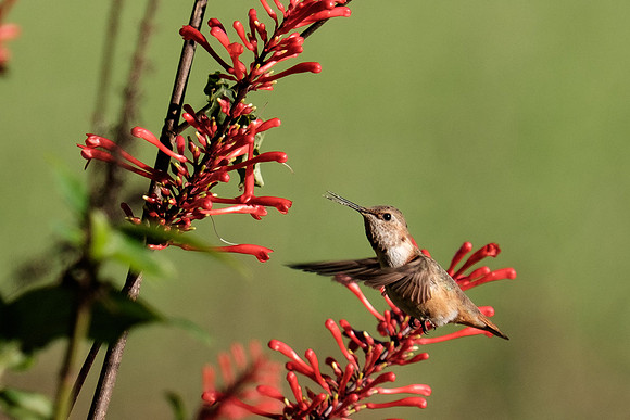 Juvenile Rufous Hummingbird