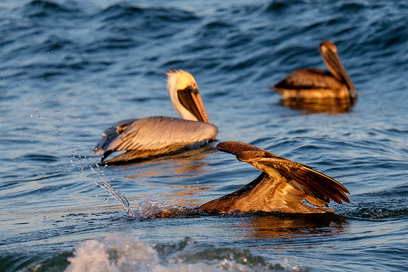 Brown Pelican Fish Feeding