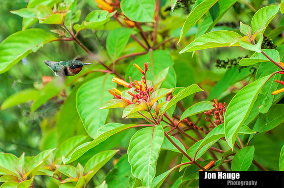 Hummingbird Photography