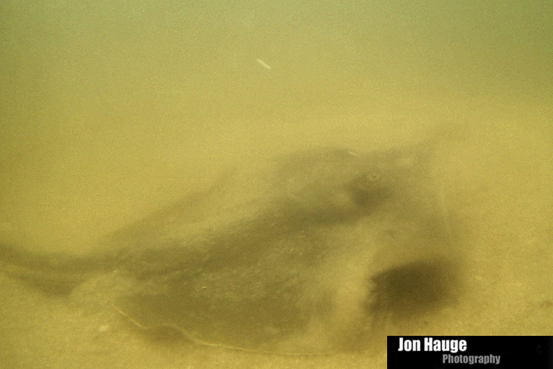stingray