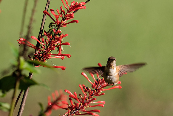 Juvenile Rufous Hummingbird