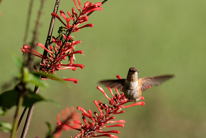 Juvenile Rufous Hummingbird