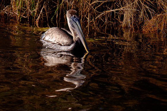 Juvenile Brown Pelican