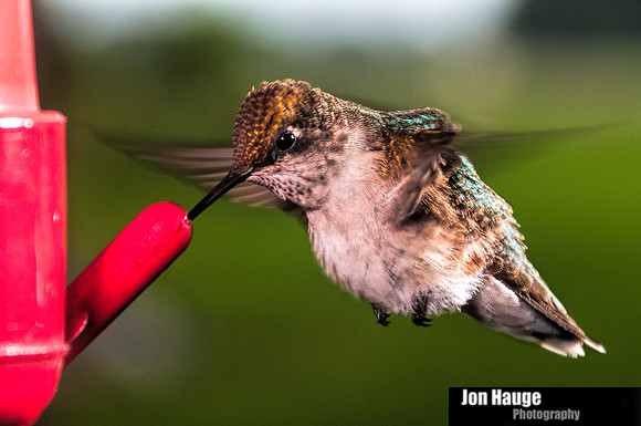 Hummingbird Photography