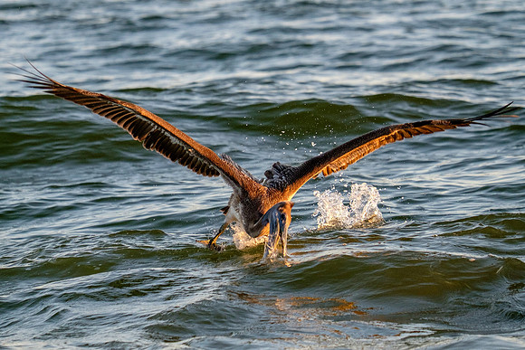 Brown Pelican Fish Feeding