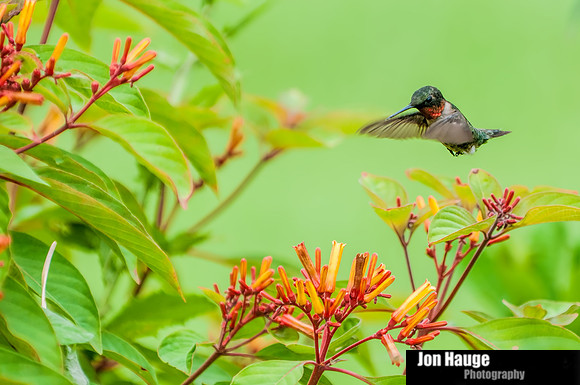 Hummingbird Photography