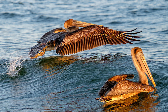 Brown Pelican Fish Feeding