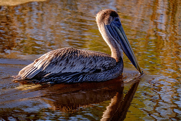 Juvenile Brown Pelican