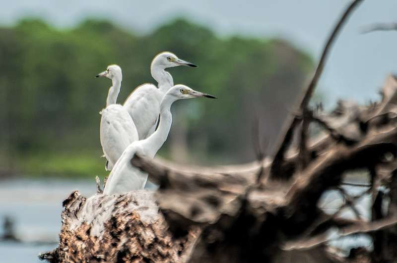 Little Blue Juveniles in Gulf Shores