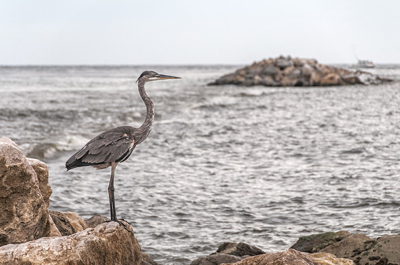 Great Blue Heron
