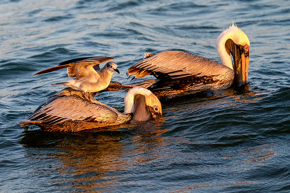 Brown Pelican Fish Feeding