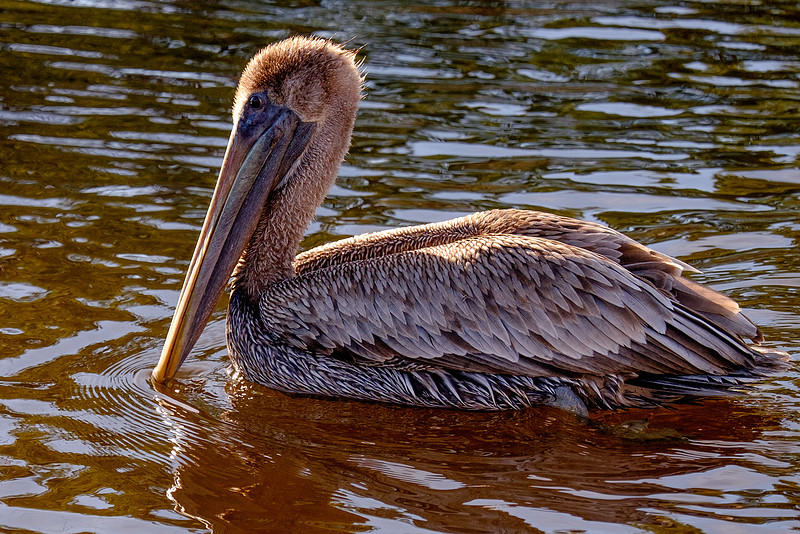 Juvenile Brown Pelican