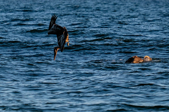 Brown Pelican Fish Feeding