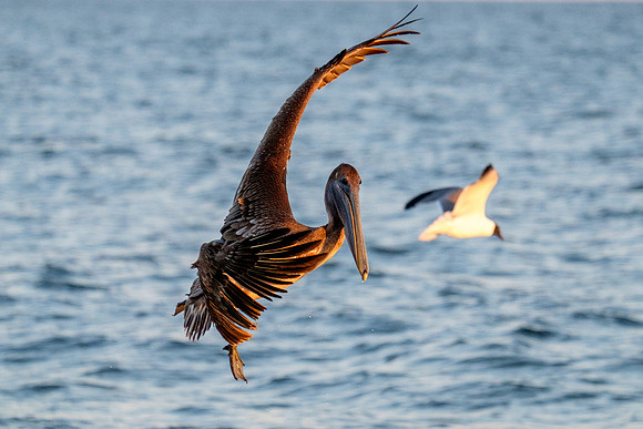 Brown Pelican Fish Feeding