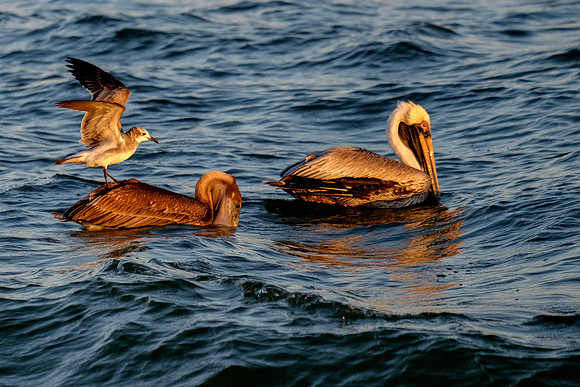 Brown Pelican Fish Feeding