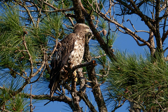 Bald Eagle Perdido Key