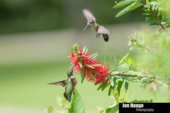 Hummingbird Photography