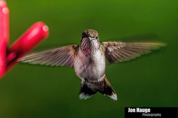 Hummingbird Photography
