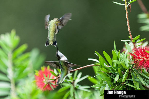 Hummingbird Photography