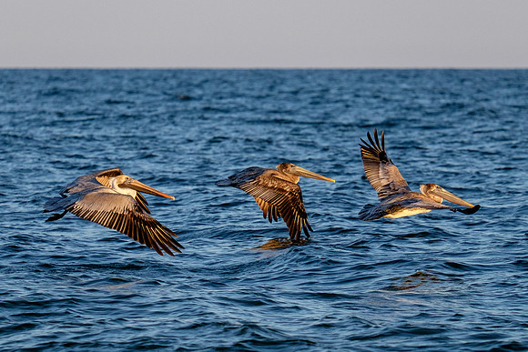 Brown Pelican Fish Feeding