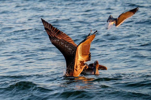 Brown Pelican Fish Feeding