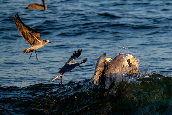 Brown Pelican Fish Feeding
