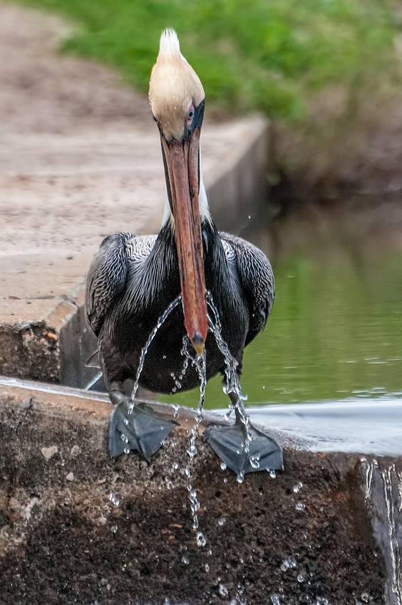 Gulf Shores Brown Pelican Photography