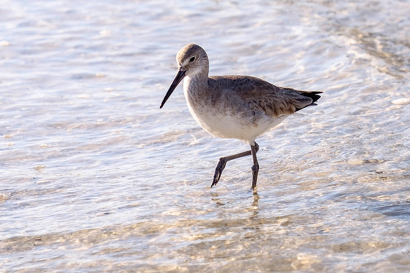 Willet