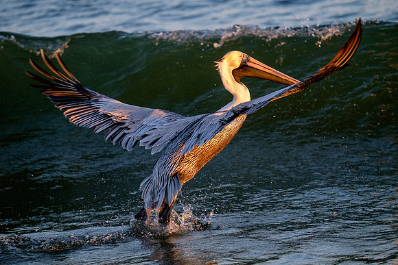 Brown Pelican Fish Feeding