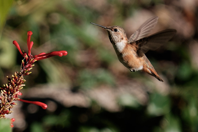 Juvenile Rufous Hummingbird