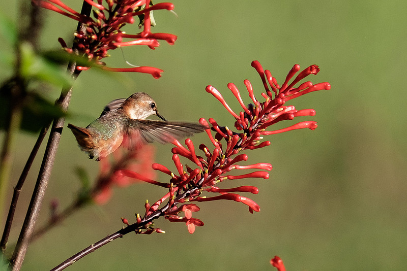 Juvenile Rufous Hummingbird