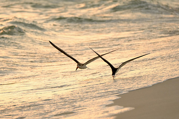 Black Skimmer Feeding