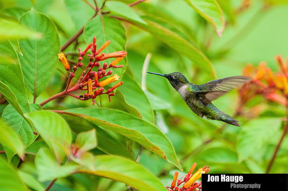 Hummingbird Photography