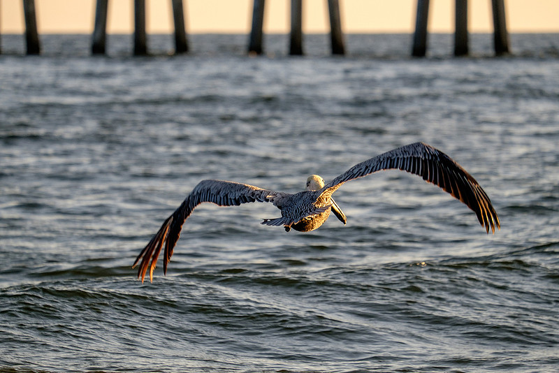 Brown Pelican Fish Feeding
