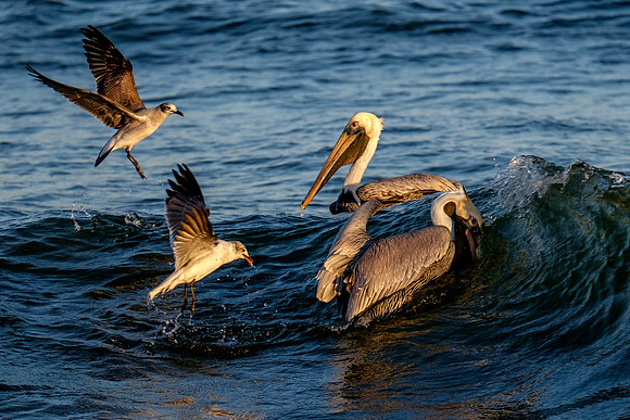 Brown Pelican Fish Feeding