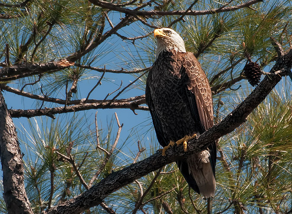 Adult American bald eagle