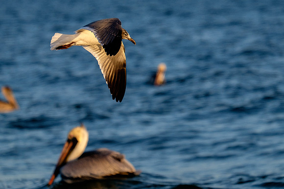 Brown Pelican Fish Feeding