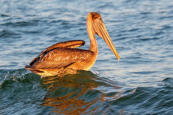 Brown Pelican Fish Feeding